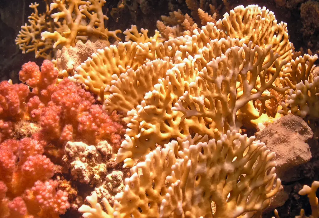 Fire coral Millepora