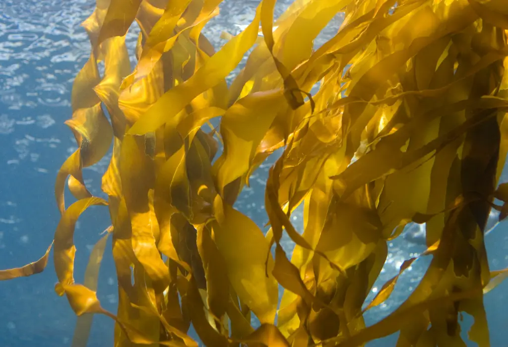 Kelp Laminariales
