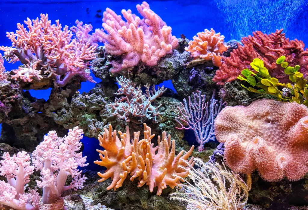 Ocean Plants that Live in the Ocean