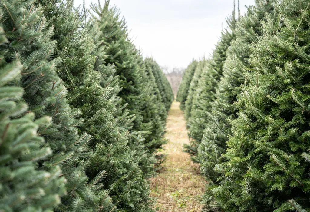 Real Christmas Tree Farm