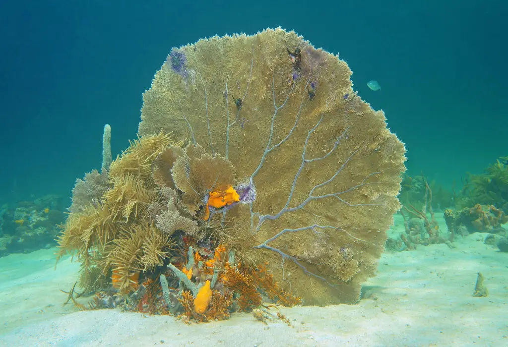 Sea fan Gorgonia