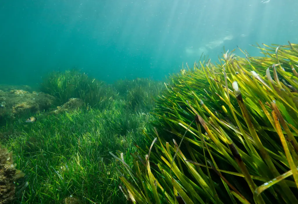 Seagrass Zosteraceae
