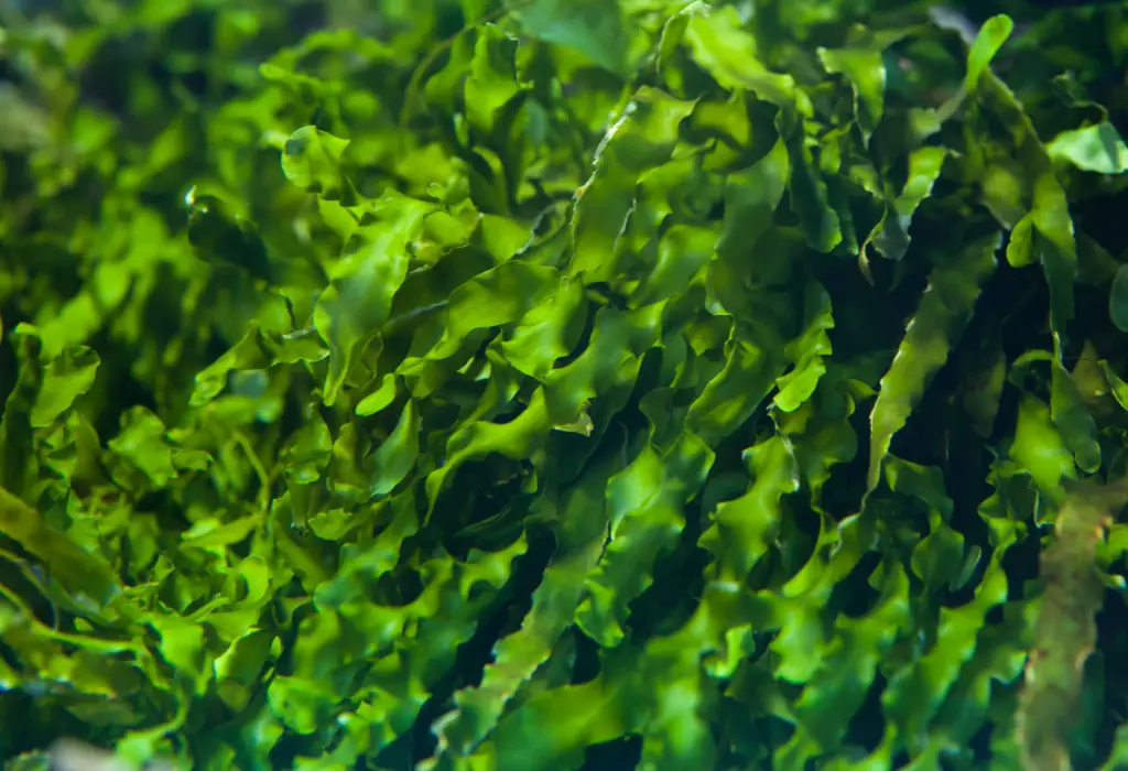 Ulva sea lettuce